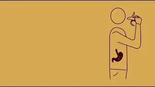 How Our Bodies Maintain Their State