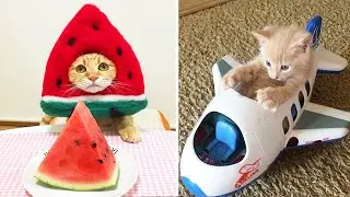 КОТЫ ПРИКОЛЫ 2021 . ЛУЧШИЕ ПРИКОЛЫ С ЖИВОТНЫМИ .