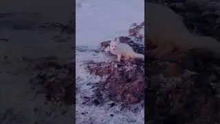 Все хотят кушать