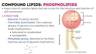 LIPIDS - classification, types, structure, function | Triglycerides | Phospholipids | Glycolipids