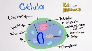 Célula. Vegetal y animal (explicación sencilla)
