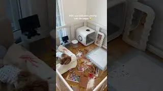 clean my puppy’s apartment with me asmr 