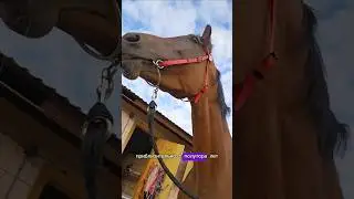 Полное видео смотрите у меня на канале. Про раннюю заездку лошади. Ответ на комментарии. #horse