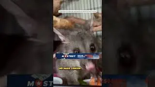 Парень НАШЁЛ НЕИЗВЕСТНОЕ ЖИВОТНОЕ ВНУТРИ ДЕРЕВА   КТО ЭТО 🤯