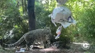 Nuestro Leopardo de las Nieves, Kitai, recibió su regalo de Navidad