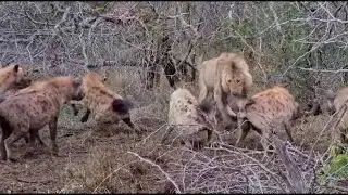 Old male lion stands his ground against 10 hyenas