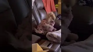 Baby Monkey Boyfriend
