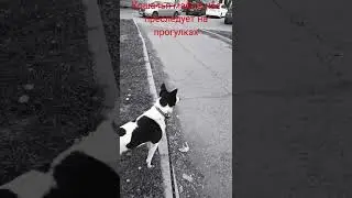 Кошачья мафия #юмор #животные #собака #мафия #кошки