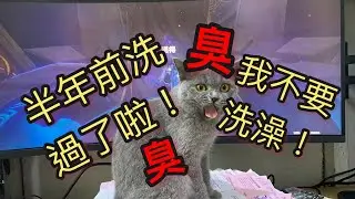 Active British Shorthair cat funny bathing