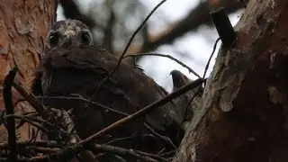 Канюк, гнездо, фотоловушка.