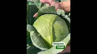 капуста Теща