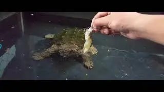 Chill Sunday : ป้อนอาหารเต่าอัลลิเกเตอร์ สแนปปิ้งด้วยมือ !!! Hand feeding