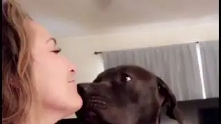 Dog Licking Pretty Girl looped