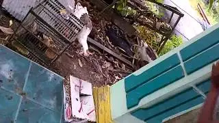 pertengkaran hewan dan manusia
