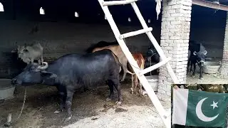 Village  life pakistan