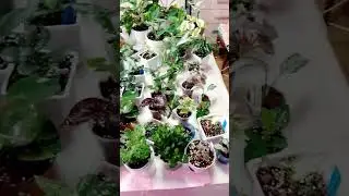 Маловато будет! 🪴🎍🍃😂