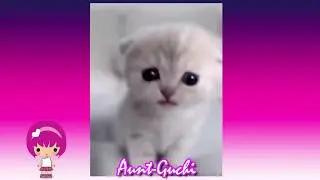 Смешные КОТЫ и СОБАКИ - Лучшие приколы \ Funny CATS and DOGS  - Best jokes