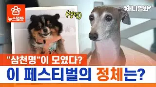 [단독 취재] 🐶 네? 킹율이 여기서요..?! 이 행사 뭐길래...!  🐶 | SBS뉴스멀봐 (2024.09.06)