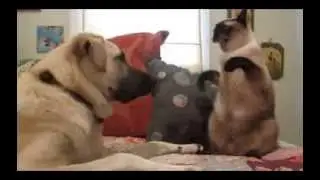 Боксирующая кошка / Boxing Cat