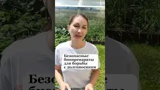 Безопасные препараты для борьбы с долгоносиком 