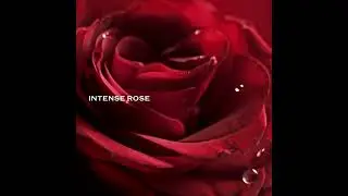 Ginza Eau de Parfum Intense - SHISEIDO aromatas moteriai, kuri puikiai valdo savo emocijų dvilypumą.