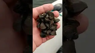 опасные моллюски