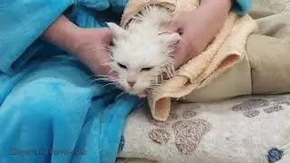Бездомная кошка. Белка.