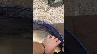 Клюнув На Салатовий Попап 8мм.