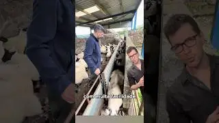 Why is he separating the sheep? 🤔