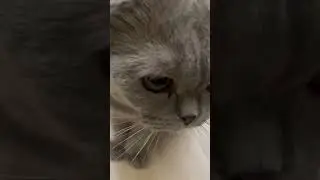 Кот громко мурлычет как сверчок