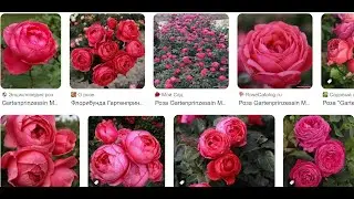 Единственное видео ароматная новинка роза с полотен мастеров 
