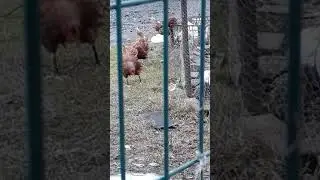 Soğuktan üşüyen tavuklar