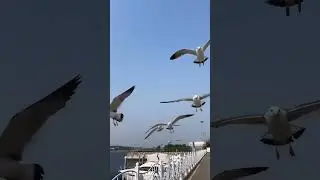 Море + чайки = 💜