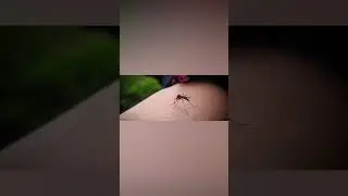 Как комары выбирают жертву