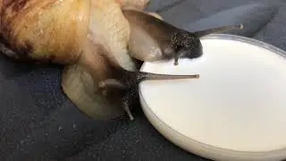 Ахатина Ретикулята два подростка | можно ли улиткам молоко | ахатины snail achatina