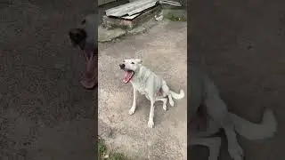 White dog