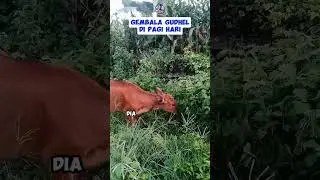 gembala sapi di jalan raya