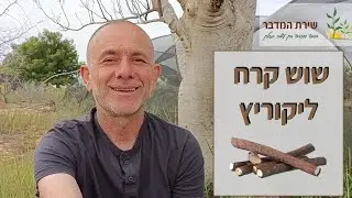 הקסם של שוש קירח: צמח מרפא עוצמתי לכל המשפחה!