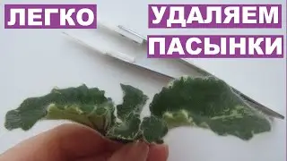 HOW (WITH WHAT) TO REMOVE AND ROOTE VIOLE STEPSHOTS! A NEW ROSETTE IN A SHORT TIME!