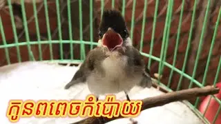 Red Whiskered BulBul | Chao Mao | ពពេច​កំប៉ោយ​ត្រចៀក​ក្រហម​ ស