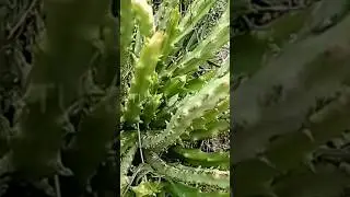 కొవ్వు ఎక్కడ దాక్కున్నా వెతికి మరీ కరిగిస్తుంది