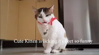 Cute kitten, my big cat lick it's feet so funny