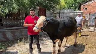 DANALARIMIZI YENİ AHIRLARINA BAĞLADIK