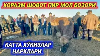 ХОРАЗМ ШОВОТ ПИР МОЛ БОЗОРИ КАТТА БУҚАЛАР НАРХЛАРИ 1-ноябрь 2023 г.
