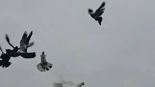 Чечня Голуби Умара