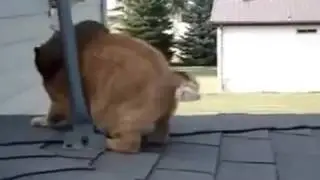 Кот и белка