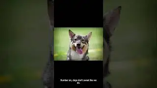10 Amazing Facts about Dog