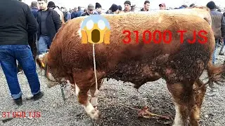 ГОВБОЗОРИ 