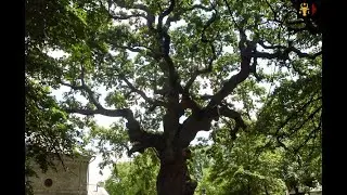 Stejarul lui Ștefan cel Mare din Cobîlea a fost revigorat