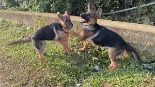 Funniest Cats and Dogs 🐱🐶 Part 26